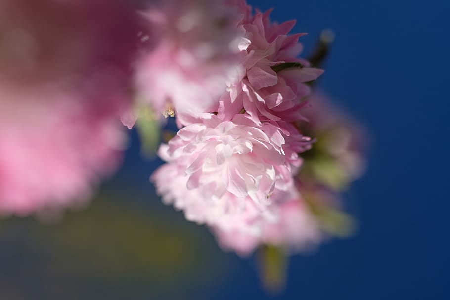 almond tree, nature, spring, flower, pink, blossom, flowering plant HD wallpaper