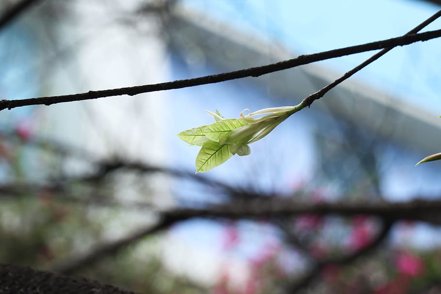 plant, leaf, light, flare, tree, veins, flower, blossom, sunlight HD wallpaper