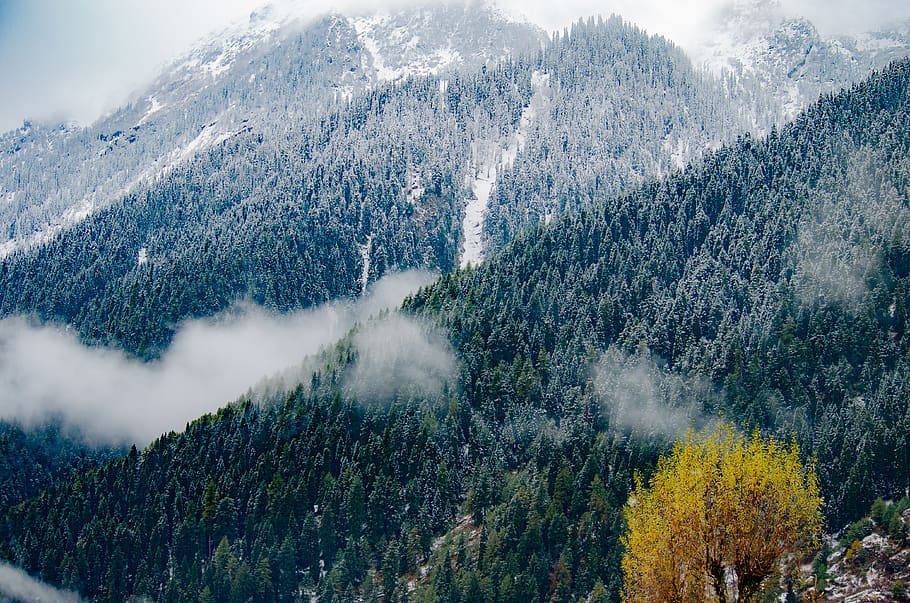 mountain covered trees, plant, fir, abies, nature, conifer, outdoors HD wallpaper