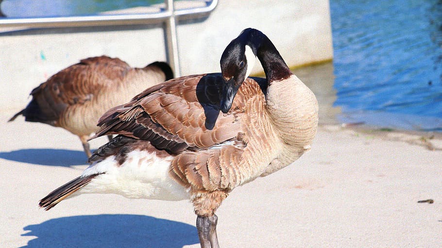 canada, winnipeg, assiniboine park, geese, canadian geese, animal themes, HD wallpaper