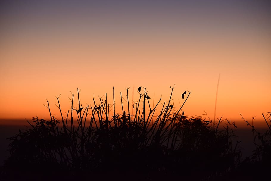 Silhouette Photo of Grass, backlit, clouds, dark, evening, golden hour HD wallpaper