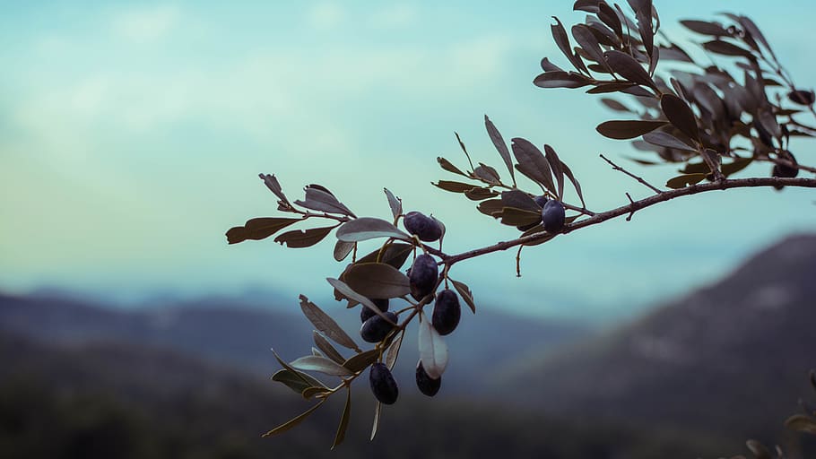 olives, olive tree, greece, nature, growth, plant, focus on foreground HD wallpaper