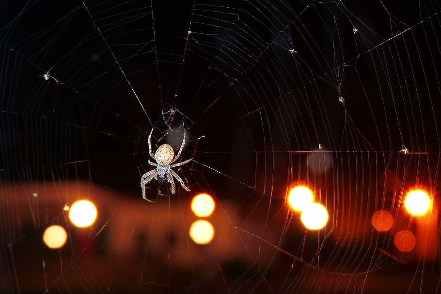 kołosz slit, arachnids, insect, cobweb, night, animals, nature HD wallpaper