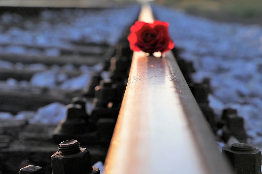 red rose on rail, backlight, reflection, horizon, summer, evening HD wallpaper