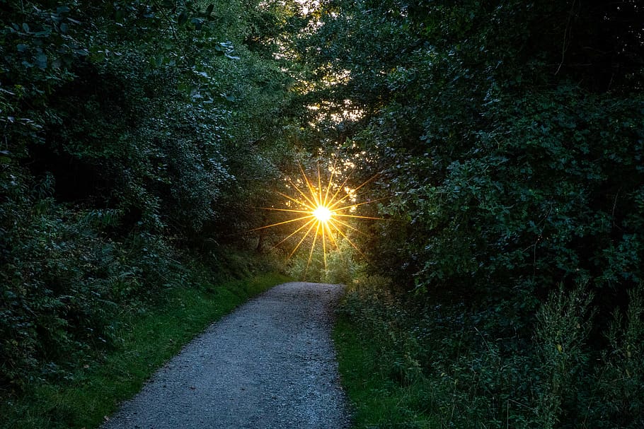 sun rays between trees and road, light, flare, path, dirt road HD wallpaper