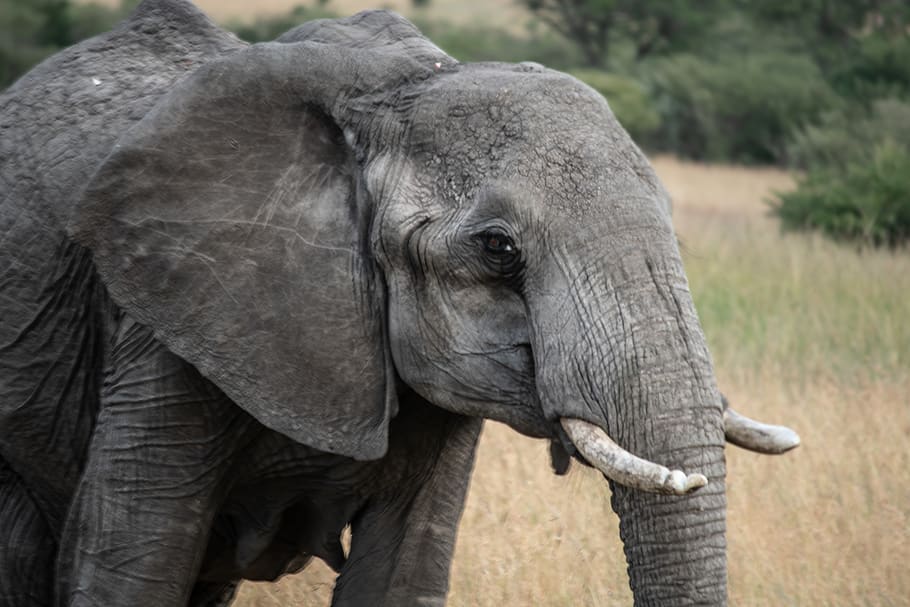 gray elephant, animal, animal themes, mammal, animal wildlife HD wallpaper