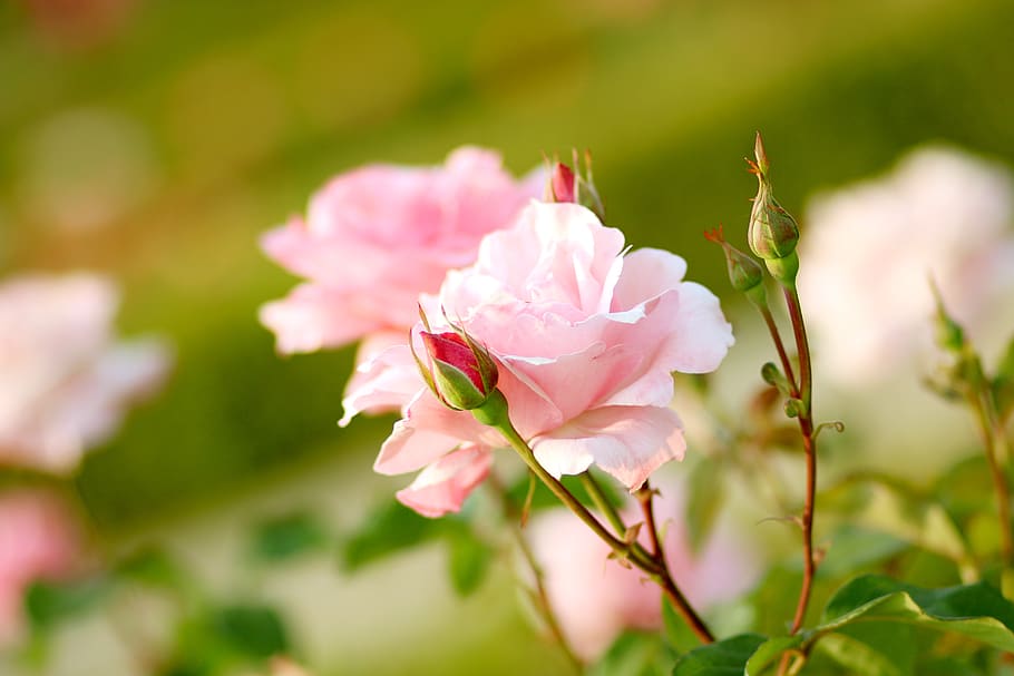 rose, pink, flower, bright, beautiful, plants, may, spring HD wallpaper