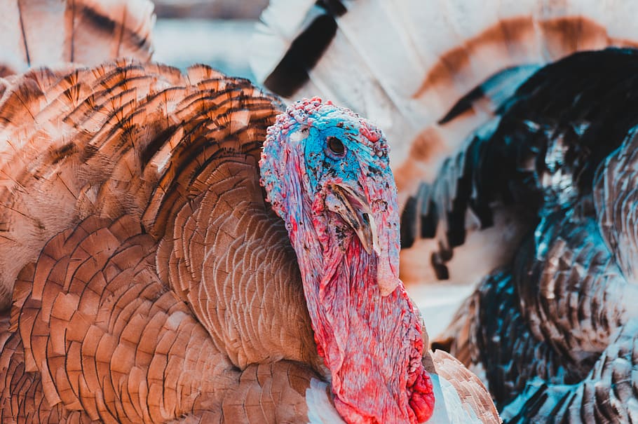 brown turkey, bird, animal, fowl, turkey bird, poultry, reptile HD wallpaper