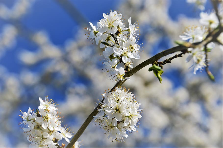 cherry, tree, branch, japanese, white, flowering, fulfillment HD wallpaper