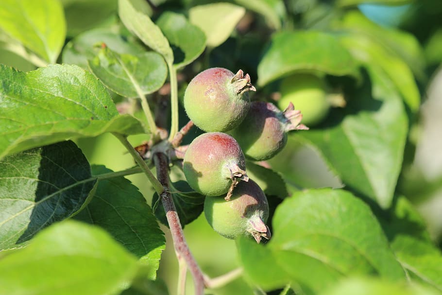 apples, branch, apple tree, plant, nature, fruit, garden, unripe HD wallpaper