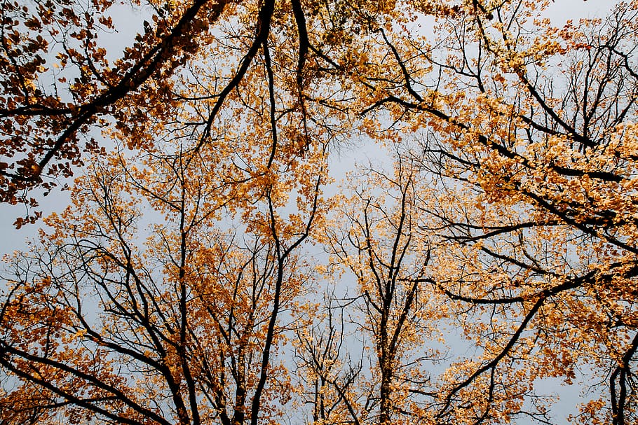 brown-leafed trees, plant, tree trunk, maple, forest, branch HD wallpaper