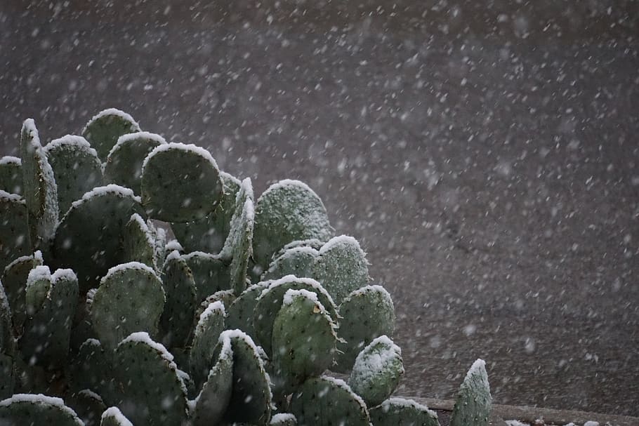 united states, el paso, snow, christmas, texas, cactus, mexico, HD wallpaper