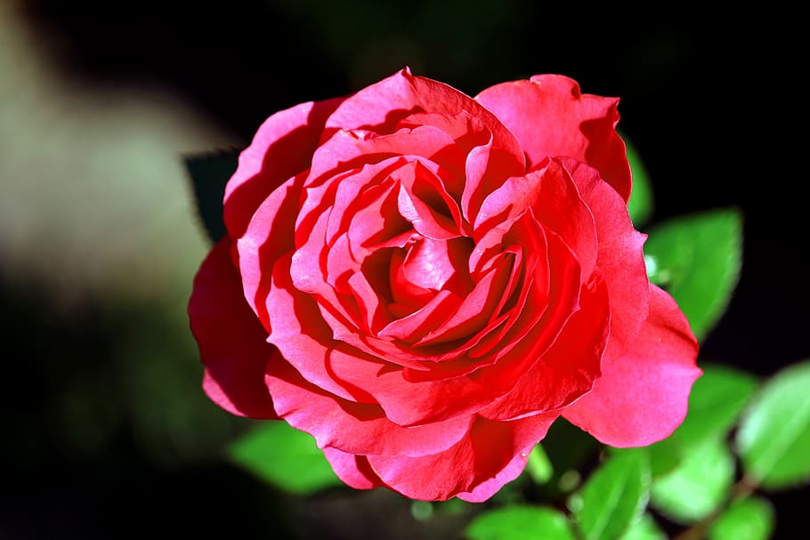 rose, red, blossom, bloom, plant, nature, flower, romantic HD wallpaper