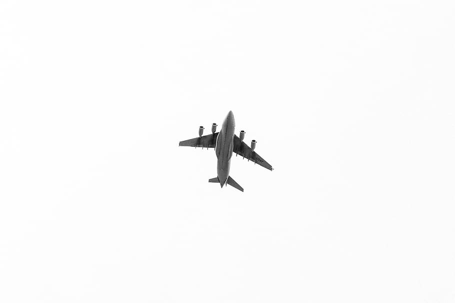 flying airplane, bird, animal, vehicle, aircraft, transportation HD wallpaper
