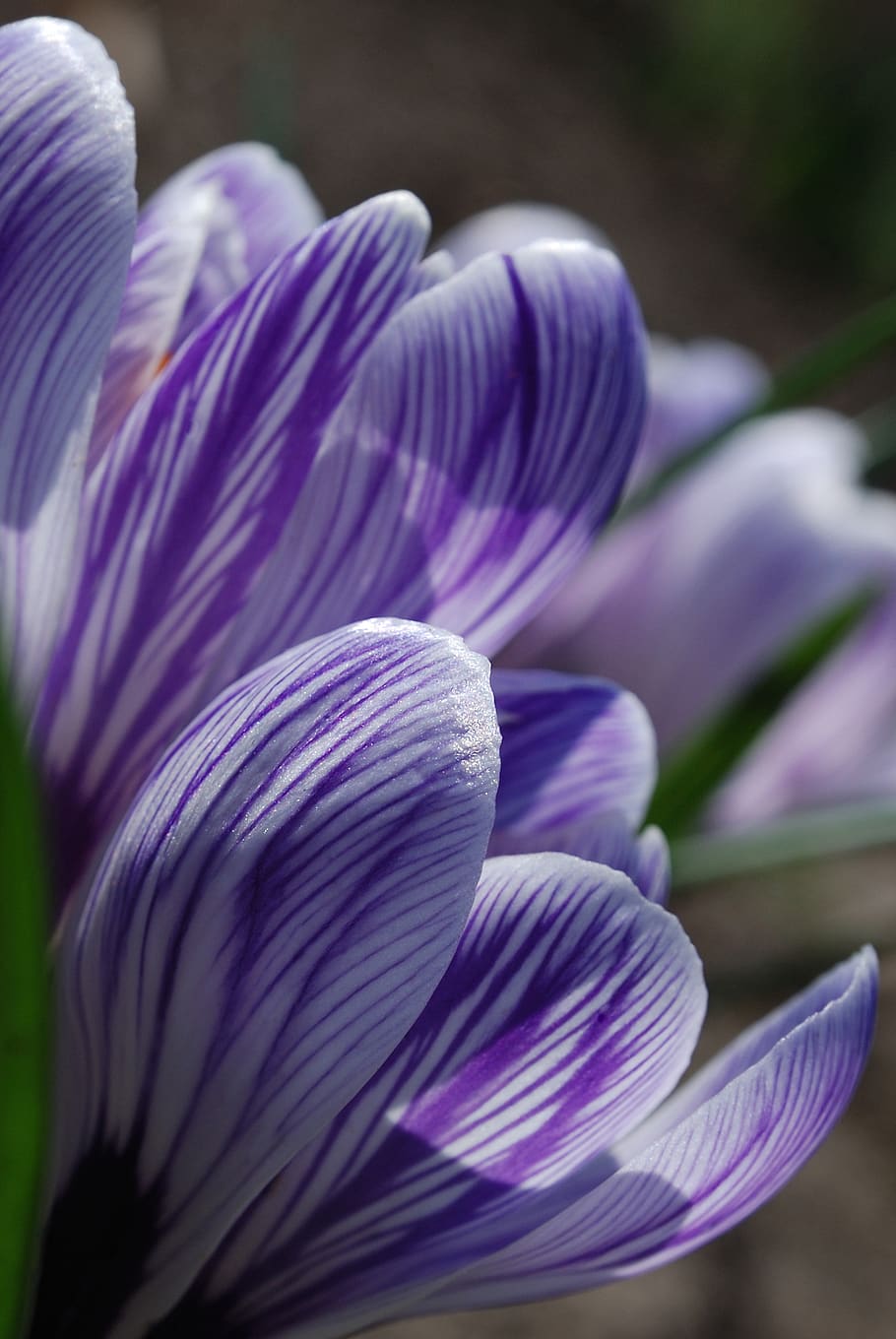 crocus, violet, floewer, beauty in nature, flowering plant HD wallpaper