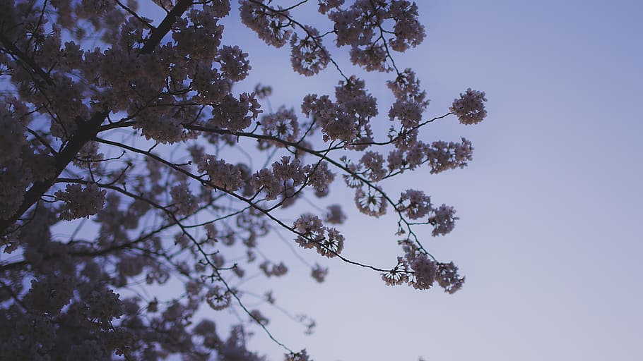 japan, tokyo, april, sakura, asia, spring, cherryblossom, tree, HD wallpaper