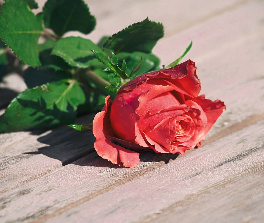 rose, flower, romance, love, leaf, romantic, valentine's day, HD wallpaper
