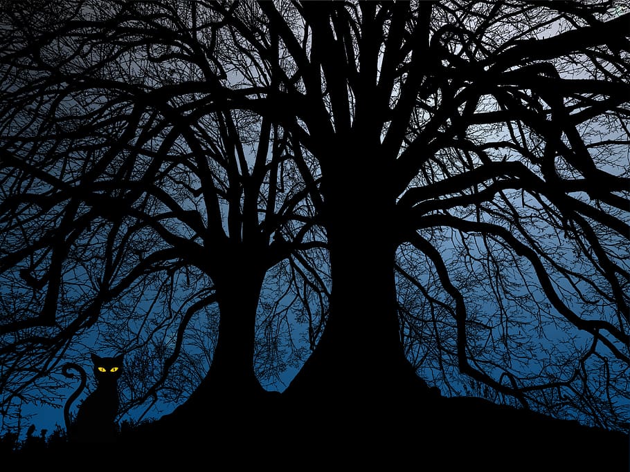 night, the night, tree, silhouette, darkness, bare tree, plant HD wallpaper