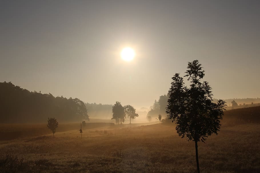 fog, foliage, grass, hilly, landscape, misty, nature, sky, sun HD wallpaper