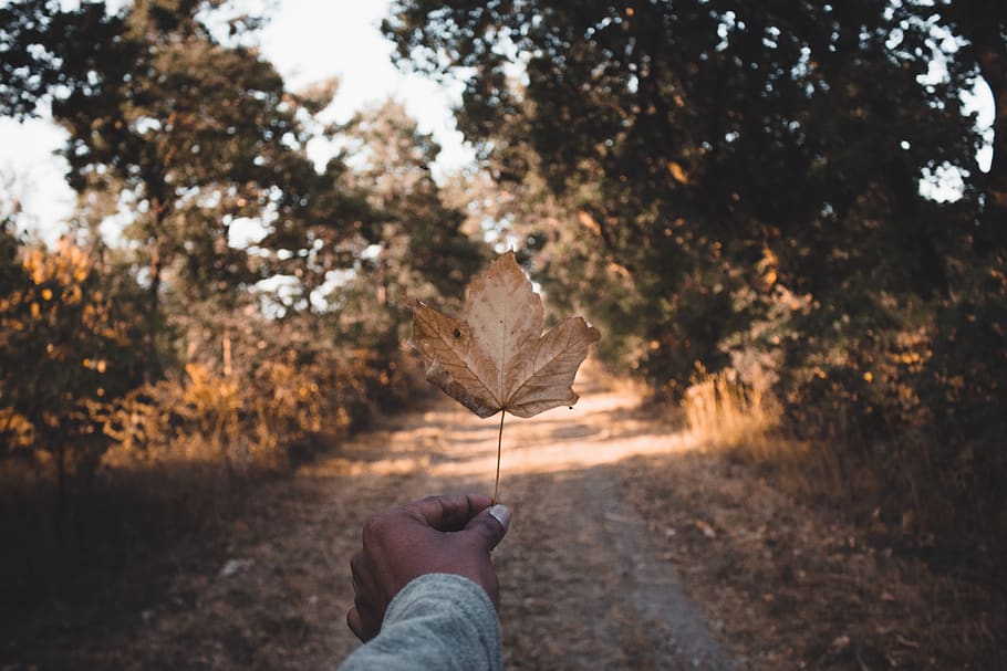 person holding leaf during daytime, flensburg, germany, hand HD wallpaper