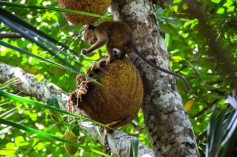 jackfruit, tropical, tree, food, delicious, healthy, asian HD wallpaper