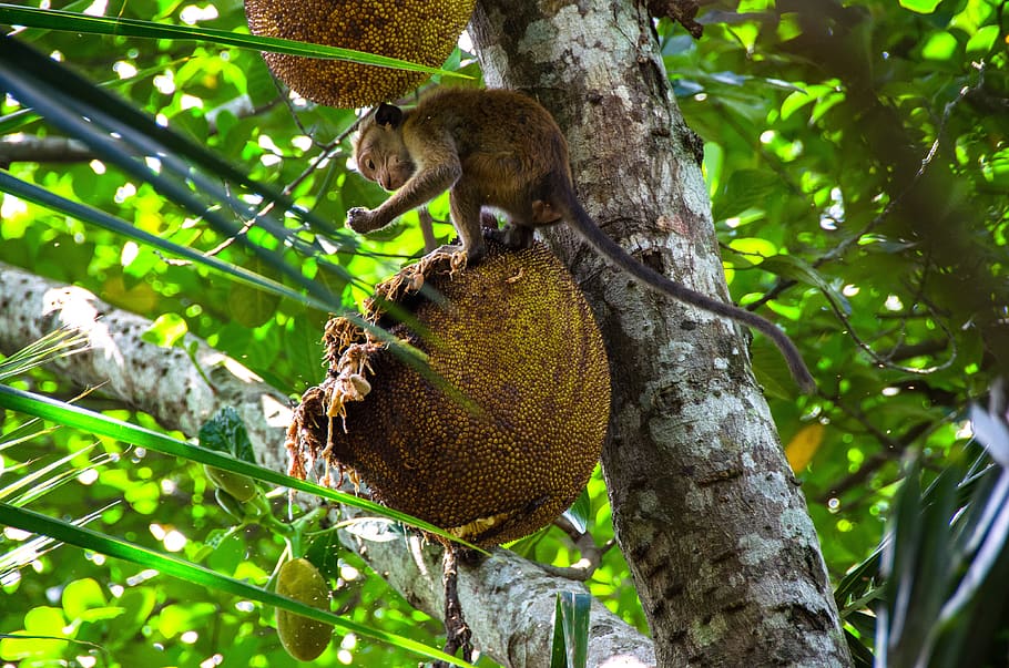 jackfruit, tropical, tree, food, delicious, healthy, asian HD wallpaper