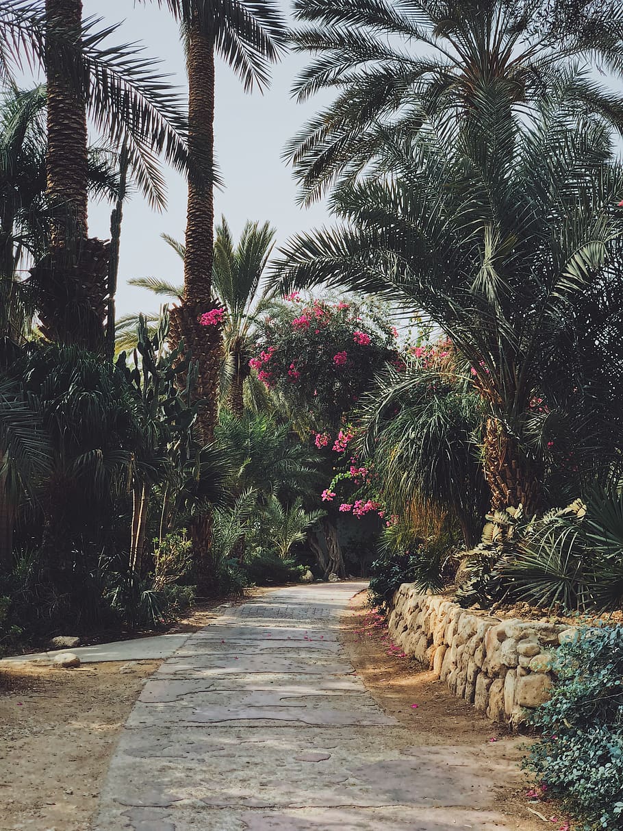 palmtrees, flowers, desert, plant, direction, palm tree, growth HD wallpaper