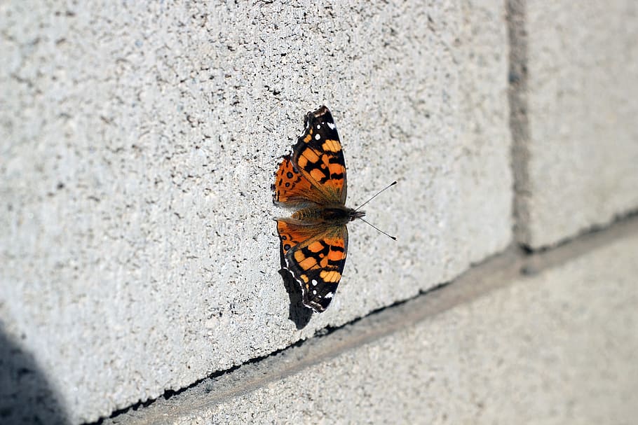 Monarch Butterfly, bug, insect, little, wall, animal themes, animal wildlife HD wallpaper