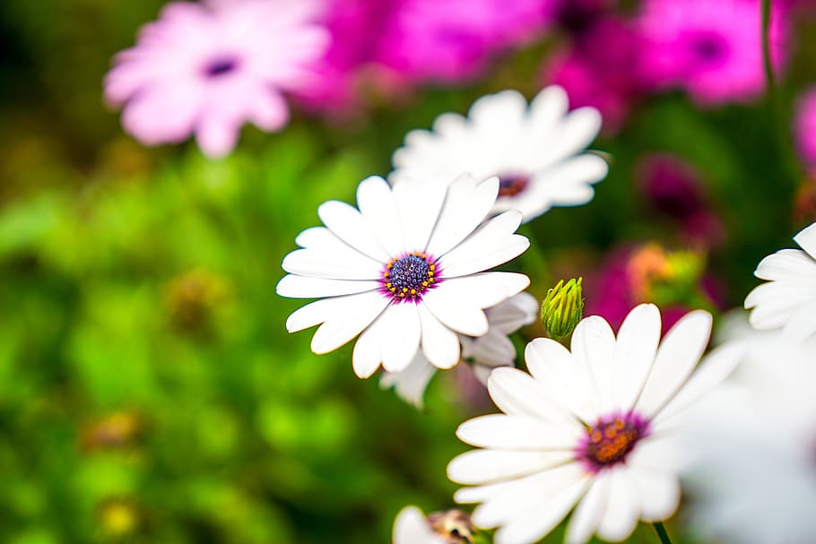flowers, pool, nature, plants, green, white, beautiful, tabitha HD wallpaper