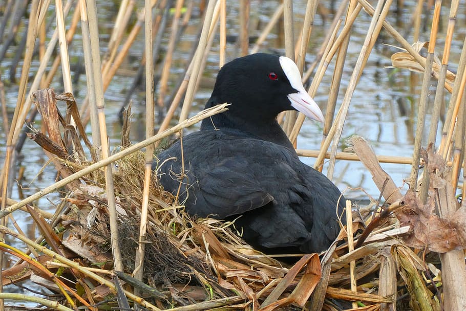 coot, nest, hatch, reed, bird, water, waterfowl, spring, birds HD wallpaper