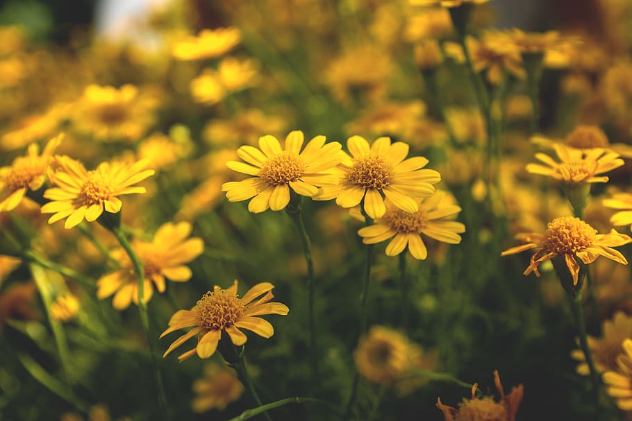 yellow sunflower, plant, blossom, daisies, daisy, vietnam, ho chi minh city HD wallpaper
