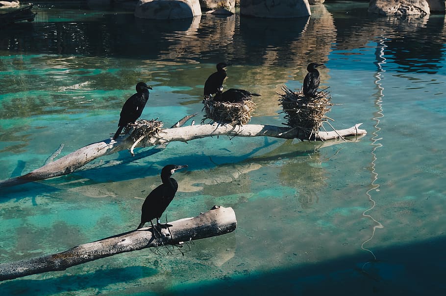 birds, water, valencia, animal wildlife, animals in the wild HD wallpaper