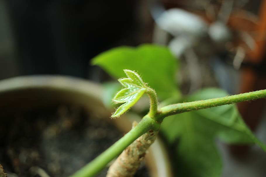 focus, plant, leaf, green, background, natural, silent, growth HD wallpaper