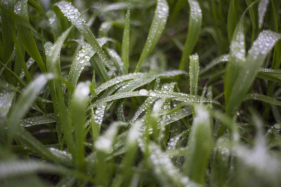 grass, grassland, meadow, winter, cold, chill, frosty, wintry HD wallpaper