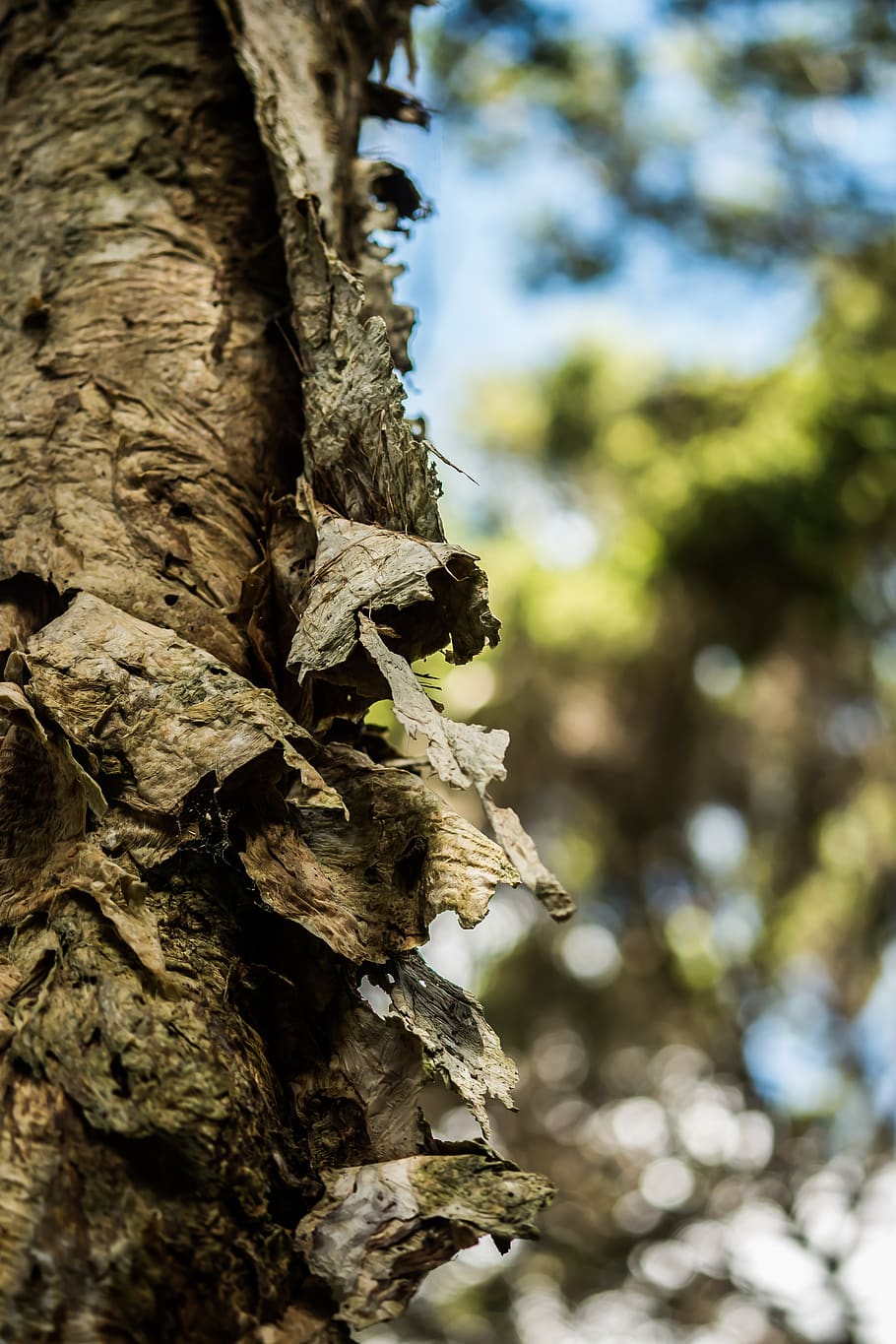 tree, dry, wood, tree trunk, plant, nature, focus on foreground HD wallpaper