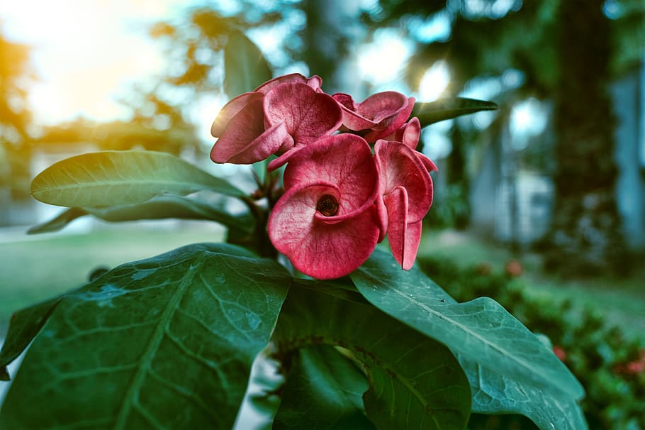 flor, rosa, natural, plant, beauty in nature, leaf, flowering plant HD wallpaper