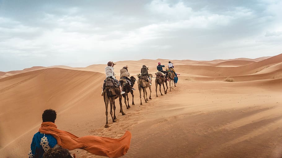 several people riding camels on desert during daytime, animal