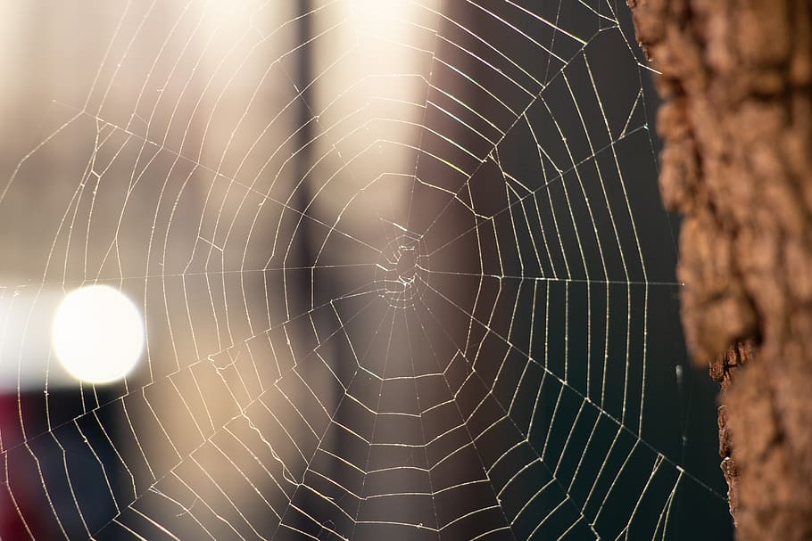 spider web, tree, spring, nature, cobweb, fragility, vulnerability HD wallpaper