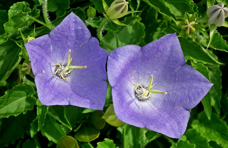 rozwar, flowers, blue, closeup, nature, garden, spring, beautiful HD wallpaper
