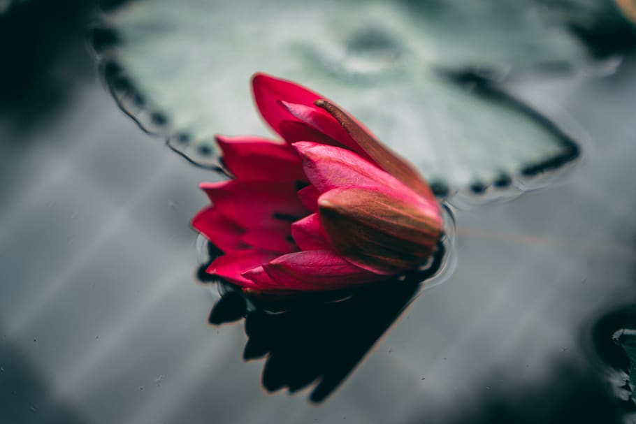 red flower, plant, blossom, lily, pond lily, bud, sprout, tulip HD wallpaper