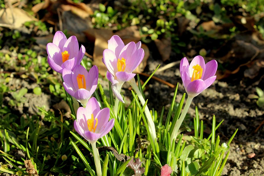 crocus, early spring, violet, spring flowers, harbingers of spring, HD wallpaper