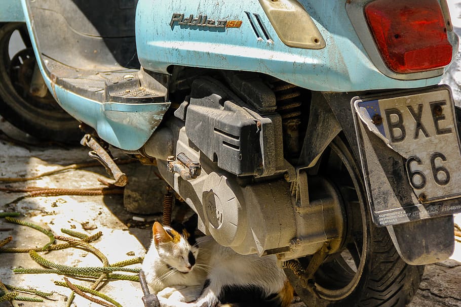 machine, mammal, cat, pet, animal, tire, motor, army, tank HD wallpaper