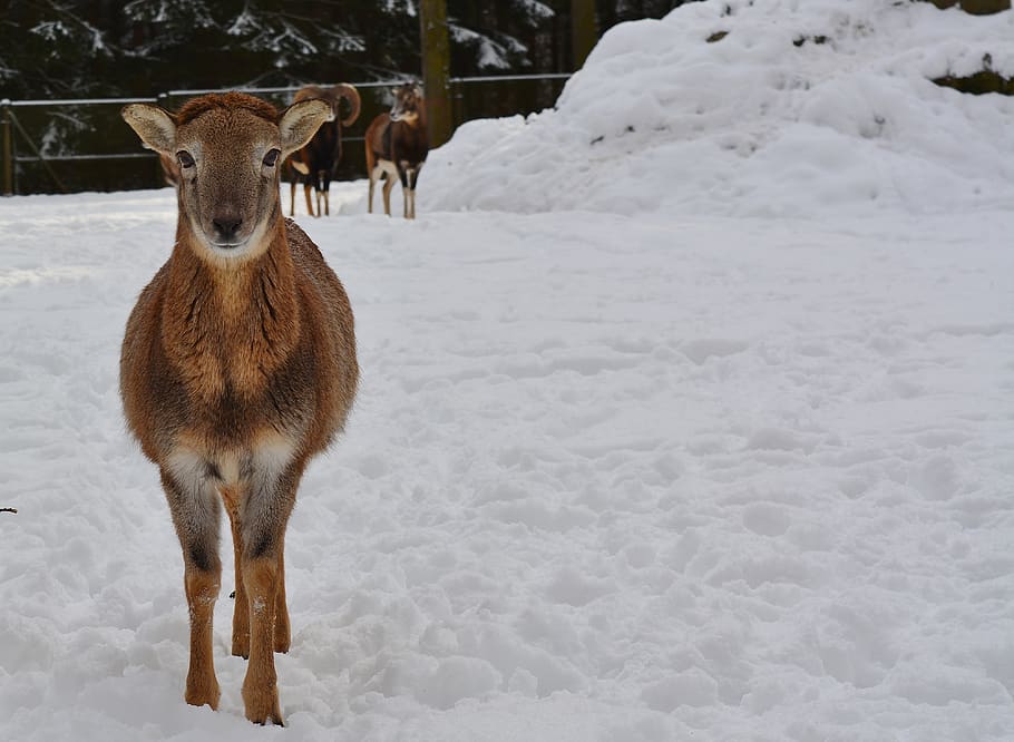 sheep, winter, nature, snow, cold, animal themes, mammal, cold temperature HD wallpaper