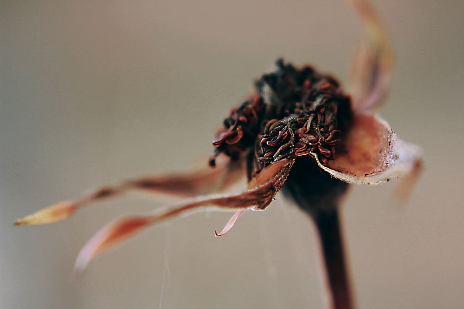 Tears on a withered flower читать