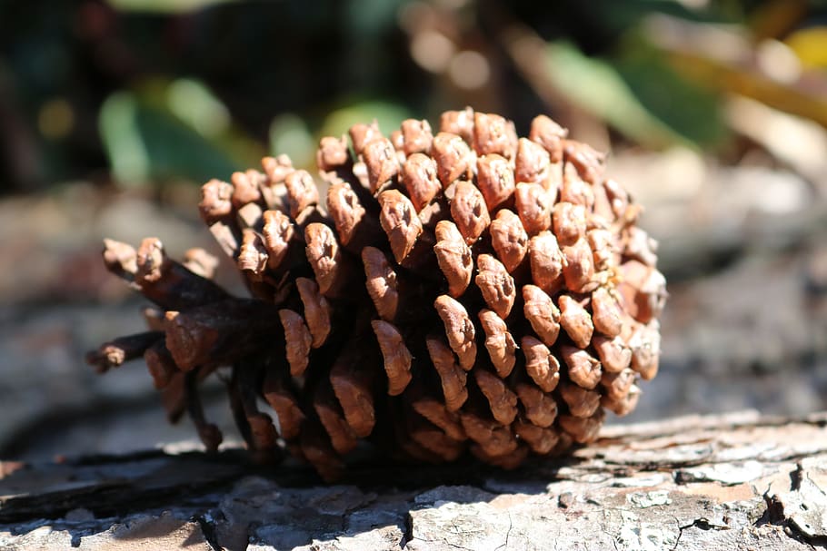 pine, nature, forest, tree, wood, seed, food and drink, close-up HD wallpaper
