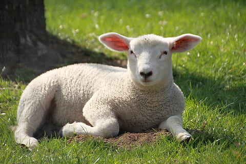 easter, lamb, cute, schäfchen, spring, nature, sheep, wool HD wallpaper