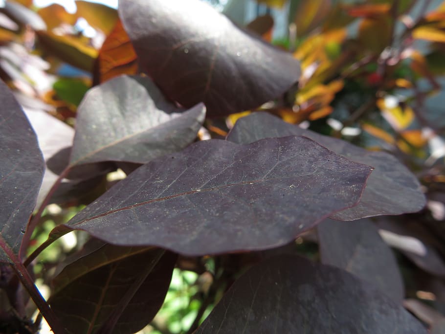 leaves, outdoors, leaf, plant part, autumn, close-up, nature HD wallpaper