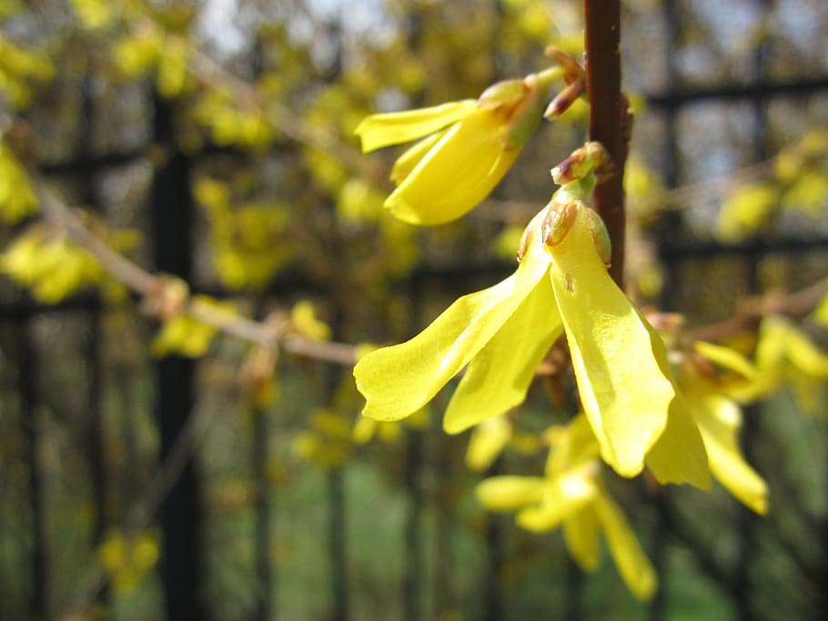 Page 2 | Forsythia 1080P, 2K, 4K, 5K HD wallpapers free download