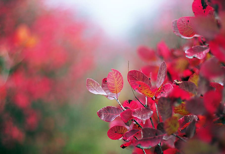 flowers, red, bloom, garden, nature, plant, flowering plant HD wallpaper