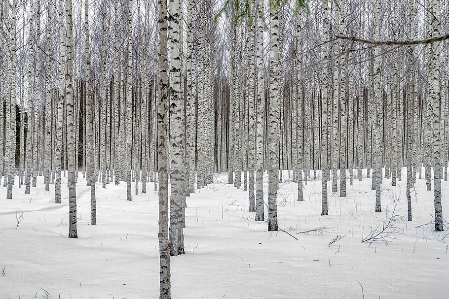 snow, winter, tree, landscape, birch trees, birch grove, cold temperature HD wallpaper
